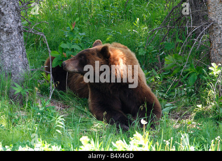 Couleur cannelle l'Ours noir Ursus americanus le repos et le farniente à l'ombre dans le parc de Yellowstone en Juillet Banque D'Images