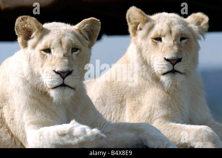 Les Lions blancs au West Midland Safari PArk, Bewdley.&# 13 ;&# 10 ;&# 13 ;&# 10 ;&# 13 ;&# 10 ;&# 13 ;&# 10 ; Banque D'Images