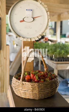 Panier de fraises fraîches sur échelle Banque D'Images