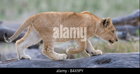 Lion cub walking on log Banque D'Images