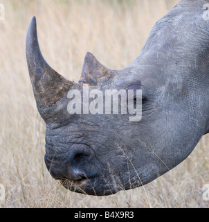 Close up of rhinoceros Banque D'Images