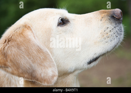 Portrait de chien Banque D'Images