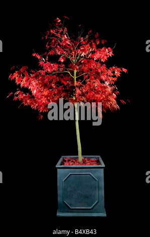 L'érable japonais dans un récipient tourné la nuit à l'aide de plusieurs clignote pour mettre en évidence la dynamique des feuilles de couleur rouge Banque D'Images