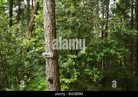 Trail sign on tree in forest Banque D'Images