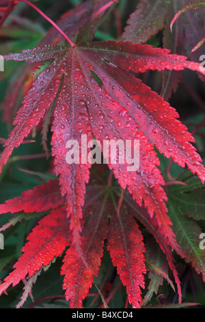 Gros plan des feuilles rouges d'un Acer japonais en automne après une tempête de pluie, Angleterre, Royaume-Uni Banque D'Images