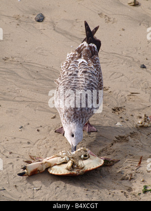 Juvenile Herring Gull Larus argentatus, manger un crabe mort Banque D'Images