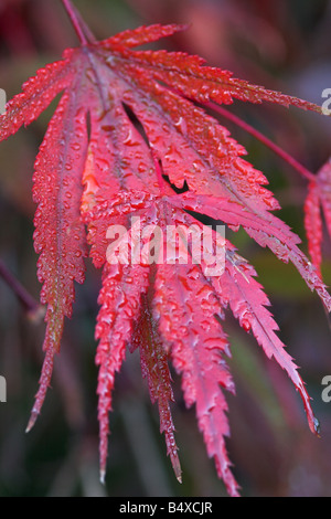 Gros plan des feuilles rouges d'un Acer japonais en automne après une tempête de pluie, Angleterre, Royaume-Uni Banque D'Images