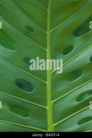 Close up of tropical leaf Banque D'Images