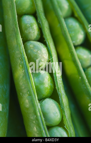 Close up pois dans une gousse Banque D'Images