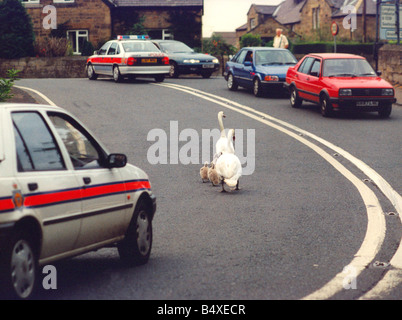 Cette famille de cygnes ont besoin d'une escorte policière pour traverser une route très fréquentée Banque D'Images