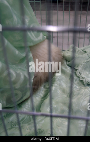 Cute cat fatigué dormir dans cage à la cat show à rome Banque D'Images