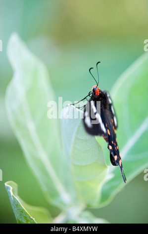 Pachliopta hector. Crimson Butterfly Rose reposant sur une couronne de feuilles fleurs [Calotropis gigantea] dans la campagne indienne. L'Andhra Pradesh, Inde Banque D'Images