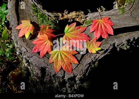 Le monde s plus parfaite belle vigne feuilles feuilles d'érable rouge et or aller au cours de l'automne changement de couleur Banque D'Images