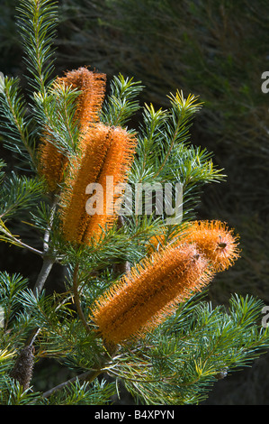 Heath-leaved Banksia ericifolia) 'Bougie' inflorescence géante cultivée ferme Banksia Mont Barker l'ouest de l'Australie Banque D'Images