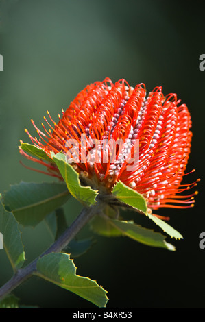 Waratah écarlate Albany Banksia coccinea) plante cultivée à la ferme de Banksia Mt Barker Septembre l'Australie Occidentale Banque D'Images