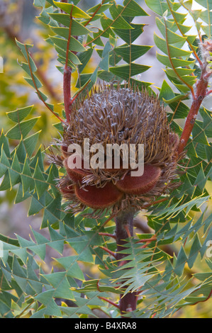 Bird's Nest Baxter's Banksia baxteri) Cône de fructification plante cultivée à la ferme de Banksia Mt Barker Septembre l'Australie Occidentale Banque D'Images