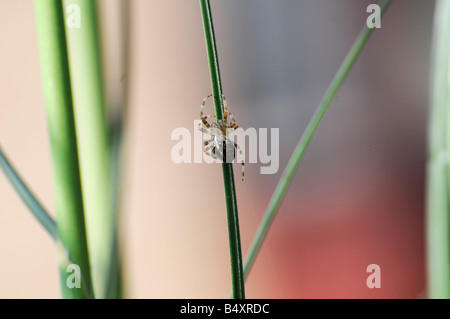 Les Orb-Weaver (araignée Araneus diadematus) jardin sur tige, England, UK Banque D'Images