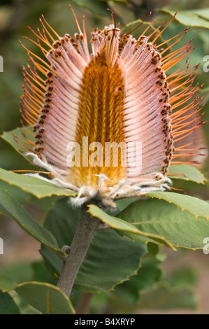 Cocccinea Banksia fleur endommagé par bonnet rouge ou western rosella parrot ferme Banksia Mt Barker Septembre l'Australie Occidentale Banque D'Images