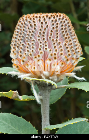 Banksia coccinea Banksia écarlate fleur en bouton ferme Banksia Mt Barker Septembre l'Australie Occidentale Banque D'Images