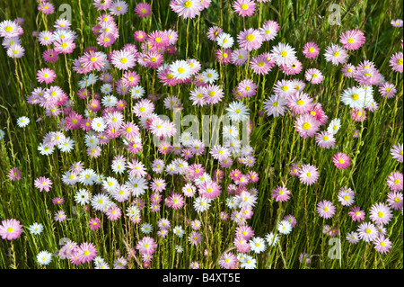 Rose et blanche de marguerites papier geometrina Rhodanthe ferme Banksia Mt Barker Septembre l'Australie Occidentale Banque D'Images