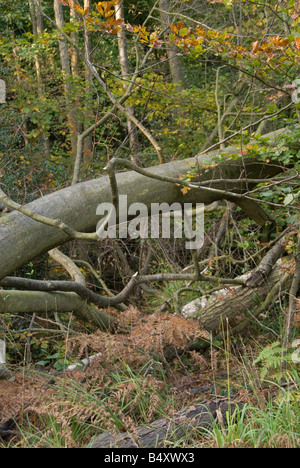 L'image d'un arbre tombé au milieu de la forêt d'Ashdown entouré par les branches et les feuilles d'automne Banque D'Images