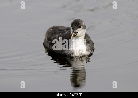 Foulque chick natation Rainham Marshes Essex 0606 Crédit 2008 Garry Bowden Banque D'Images