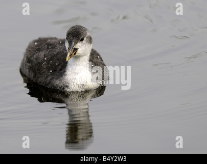 Wimming poussin foulque Rainham Marshes Essex 0606 Crédit 2008 Garry Bowden Banque D'Images