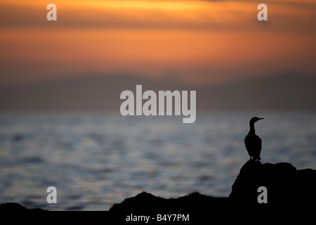 Fou de Bassan Morus bassanus debout sur des rochers en Irlande du Nord comme coucher de soleil sur l'Atlantique nord l'Irlande du Nord Banque D'Images