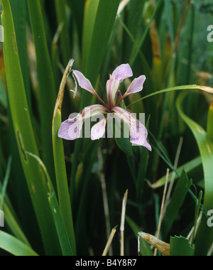 L'iris fétide ou rôti de boeuf fleur Iris foetidissima plante Banque D'Images