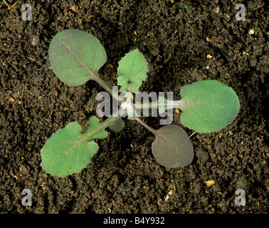 Le laiteron Sonchus oleraceous lisse avec des semis cotylédons et quatre vraies feuilles Banque D'Images