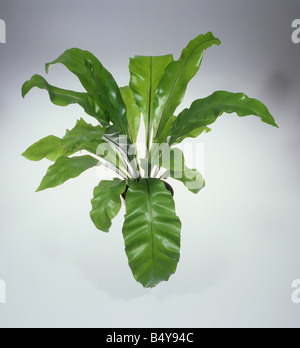 Birds Nest Fern Asplenium nidus 'plante sur un fond neutre Banque D'Images