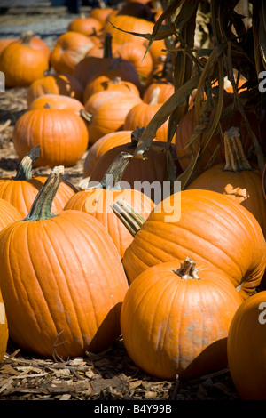 Grand orange vif en citrouille citrouilles attendent d'être vendus Banque D'Images