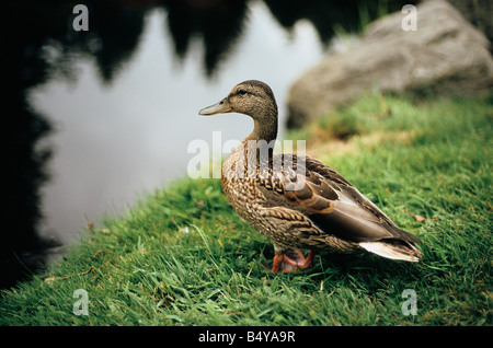 Canard canadien debout sur l'herbe à la recherche sur l'eau dans le Jardin botanique VanDusen Banque D'Images