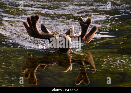 Bull moose Alces alces natation voyage Floating Island Lake dans le parc de Yellowstone en juillet avec la tête dans l'eau reflétant les bois & Banque D'Images