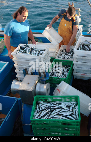 Le tri des captures par type de poisson avant de les décharger de l'embarcation à Playa San Juan Tenerife Espagne Banque D'Images