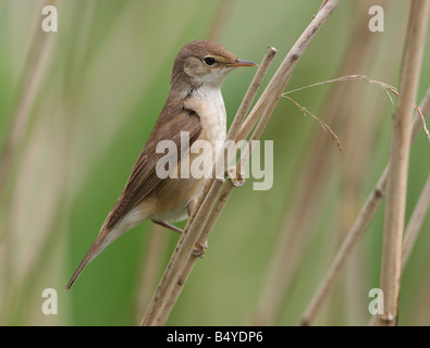 Reed européen (Acrocephalus scirpaceus) Banque D'Images