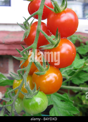 Les tomates biologiques dans des conteneurs sur le patio Banque D'Images
