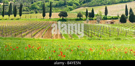 Paysage toscan traditionnel, Valle de Orcia, Toscane, Italie Banque D'Images