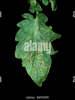 La brûlure bactérienne Xanthomonas campestris infection sur une tomate Banque D'Images