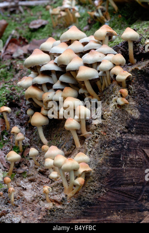 Touffe de soufre d'une carcasse de plus en plus de champignons souche d'arbre Banque D'Images