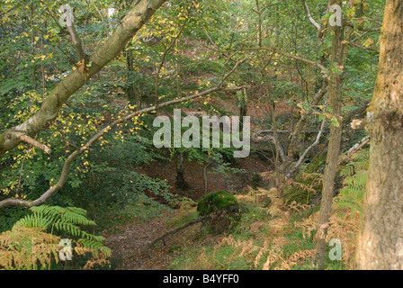 Vue à travers les bois sur la forêt d'Ashdown en automne avec les feuilles tomber et de tournage golden Banque D'Images