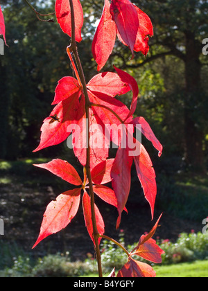 L'automne les feuilles rouges du Parthenocissus ou vigne vierge Banque D'Images