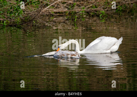 Cygne tuberculé Cygnus olor adulte seul attaquant dead Swan River en prise peut Lea Valley Essex UK Banque D'Images