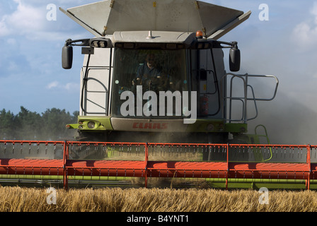 De coupe de moissonneuse-batteuse blé, Butley, Suffolk, UK. Banque D'Images