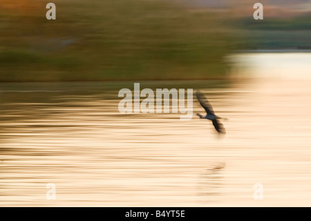 Flou intentionnel de grande aigrette en vol Banque D'Images