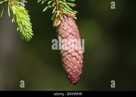 Picea abies Epicéa commun evergreen conifère arbre Banque D'Images