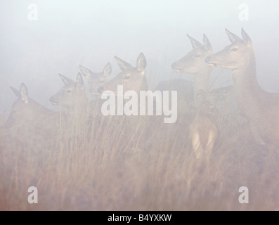 Red Deer Cervus elaphus Hinds en alerte permanente à la brume matinale Richmond Park Londres Banque D'Images