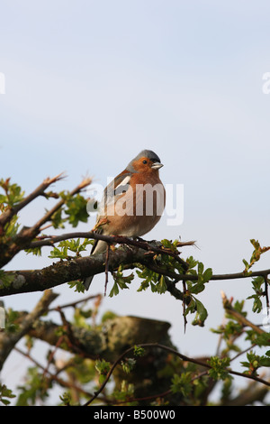 CHAFFINCH Fringilla coelebs PERCHEURS MÂLE EN VUE DU CÔTÉ D'AUBÉPINE Banque D'Images