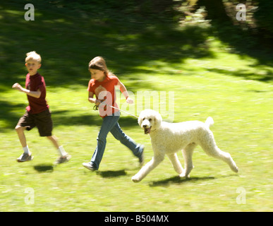 Caniche standard fonctionne avec les enfants Banque D'Images