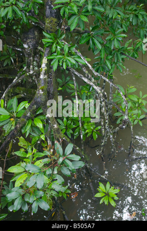 Base d'un arbre de la mangrove dans le Parc National Similajau nr Bintulu Sarawak Malaisie Banque D'Images